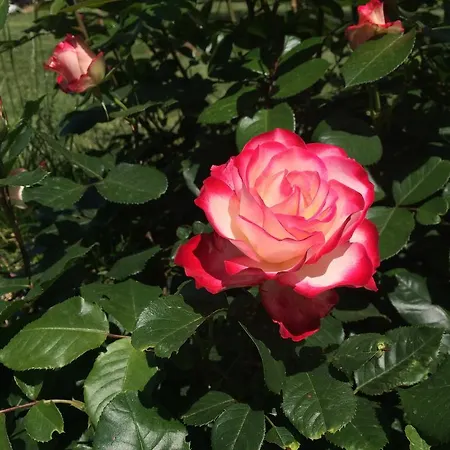 Il Portico Maison d'hôtes 4*